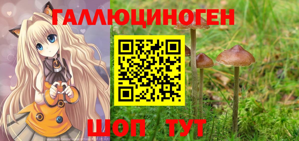Псилоцибиновые грибы Psilocybe Елабуга